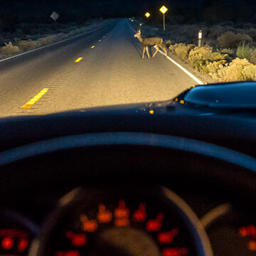 accidentes animales 02